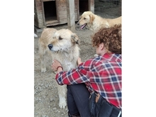 MOH, Hund, Mischlingshund in Rumänien - Bild 8