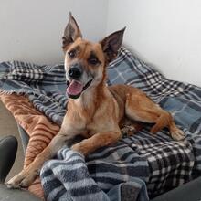 HYRON, Hund, Deutscher Schäferhund-Mix in Spanien - Bild 1