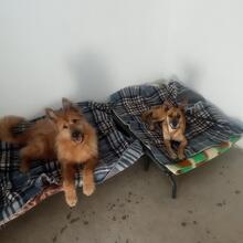 HYRON, Hund, Schäferhund-Mischling in Spanien - Bild 2
