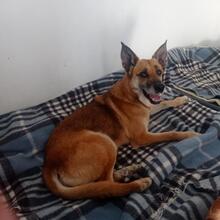 HYRON, Hund, Schäferhund-Mischling in Spanien - Bild 3