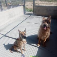 HYRON, Hund, Schäferhund-Mischling in Spanien - Bild 4