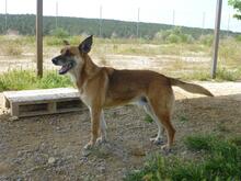 HYRON, Hund, Schäferhund-Mischling in Spanien - Bild 5
