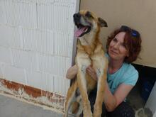 HYRON, Hund, Schäferhund-Mischling in Spanien - Bild 7