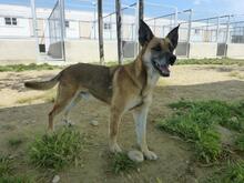 HYRON, Hund, Schäferhund-Mischling in Spanien - Bild 8