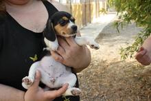 VIANA, Hund, Beagle - Mischling in Spanien - Bild 2