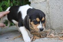 VIANA, Hund, Beagle - Mischling in Spanien - Bild 3