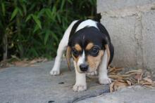VIANA, Hund, Beagle - Mischling in Spanien - Bild 4