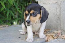 VIANA, Hund, Beagle - Mischling in Spanien - Bild 5