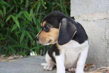VIANA, Hund, Beagle - Mischling in Spanien - Bild 6
