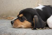 VIANA, Hund, Beagle - Mischling in Spanien - Bild 7