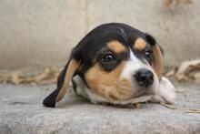 VIANA, Hund, Beagle - Mischling in Spanien - Bild 8