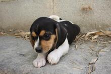 VIANA, Hund, Beagle - Mischling in Spanien - Bild 9