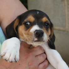 MICKY, Hund, Beagle - Mix in Spanien - Bild 1
