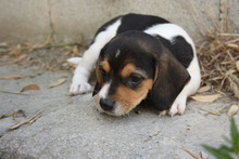 MICKY, Hund, Beagle - Mix in Spanien - Bild 3