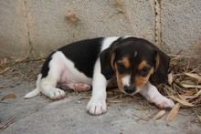 MICKY, Hund, Beagle - Mix in Spanien - Bild 4
