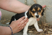 MICKY, Hund, Beagle - Mix in Spanien - Bild 5