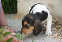 MICKY, Hund, Beagle - Mix in Spanien - Bild 6