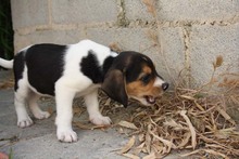 MICKY, Hund, Beagle - Mix in Spanien - Bild 7