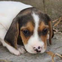 ALICE, Hund, Beagle - Mischling in Spanien - Bild 1