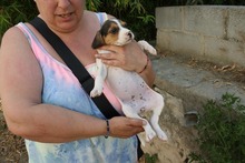 ALICE, Hund, Beagle - Mischling in Spanien - Bild 10