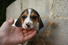 ALICE, Hund, Beagle - Mischling in Spanien - Bild 2