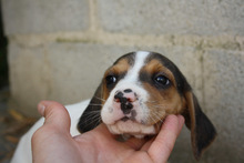 ALICE, Hund, Beagle - Mischling in Spanien - Bild 3