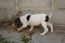 ALICE, Hund, Beagle - Mischling in Spanien - Bild 4