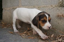 ALICE, Hund, Beagle - Mischling in Spanien - Bild 6