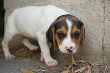 ALICE, Hund, Beagle - Mischling in Spanien - Bild 7