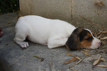 ALICE, Hund, Beagle - Mischling in Spanien - Bild 8
