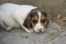 ALICE, Hund, Beagle - Mischling in Spanien - Bild 9