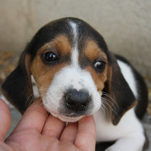 TIANA, Hund, Beagle - Mischling in Spanien - Bild 1