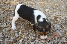 TIANA, Hund, Beagle - Mischling in Spanien - Bild 2
