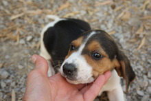 TIANA, Hund, Beagle - Mischling in Spanien - Bild 3