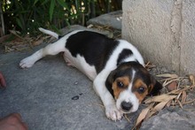 TIANA, Hund, Beagle - Mischling in Spanien - Bild 4