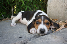 TIANA, Hund, Beagle - Mischling in Spanien - Bild 5
