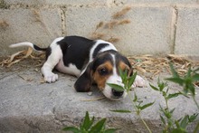 TIANA, Hund, Beagle - Mischling in Spanien - Bild 6