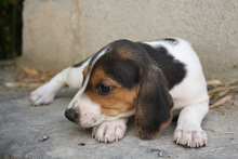 TIANA, Hund, Beagle - Mischling in Spanien - Bild 7