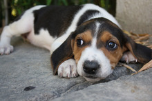 TIANA, Hund, Beagle - Mischling in Spanien - Bild 8