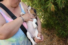 TIANA, Hund, Beagle - Mischling in Spanien - Bild 9