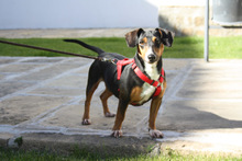 SASA, Hund, Mischlingshund in Spanien - Bild 10