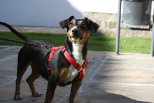 SASA, Hund, Mischlingshund in Spanien - Bild 11