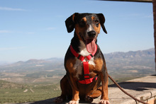 SASA, Hund, Mischlingshund in Spanien - Bild 2