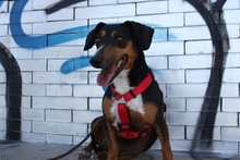 SASA, Hund, Mischlingshund in Spanien - Bild 3