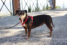 SASA, Hund, Mischlingshund in Spanien - Bild 4