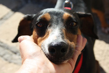 SASA, Hund, Mischlingshund in Spanien - Bild 5