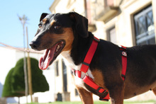 SASA, Hund, Mischlingshund in Spanien - Bild 6