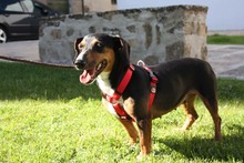 SASA, Hund, Mischlingshund in Spanien - Bild 7