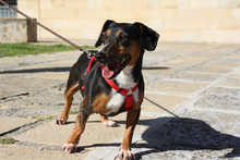 SASA, Hund, Mischlingshund in Spanien - Bild 8