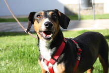SASA, Hund, Mischlingshund in Spanien - Bild 9